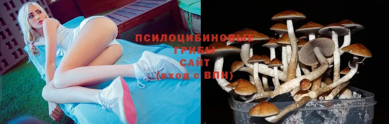 Галлюциногенные грибы Cubensis  сколько стоит  Новокубанск 